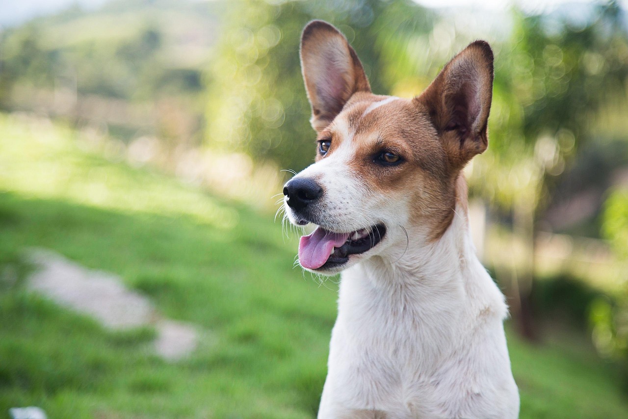 découvrez comment adopter un chien et offrir un foyer aimant à un compagnon fidèle. conseils, démarches et astuces pour une adoption réussie.