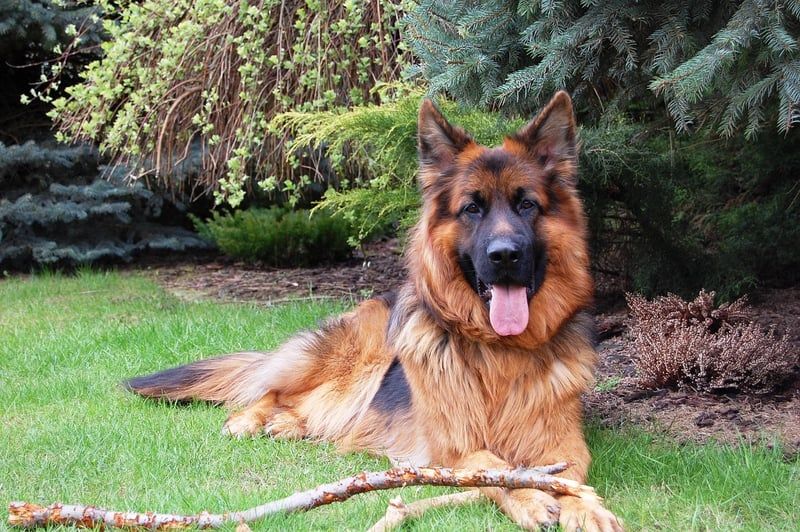 Le guide complet du chien à poil long en 2026 : races, soins et conseils