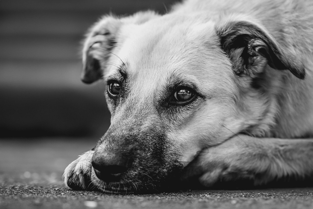 tout savoir sur les races de chiens : guide complet pour choisir le compagnon idéal