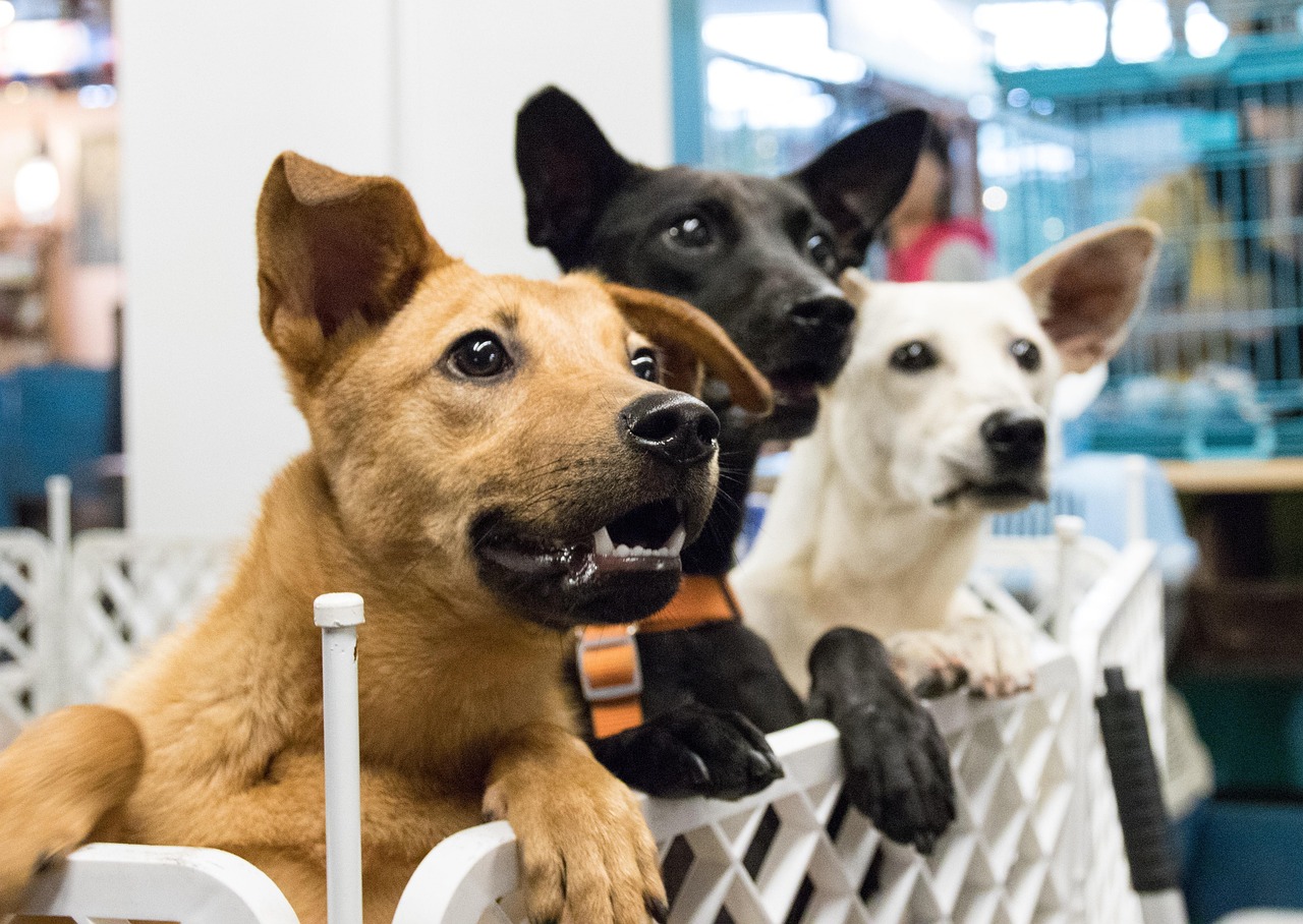 Adopter un chien : les étapes clés pour réussir l’accueil de votre nouveau compagnon